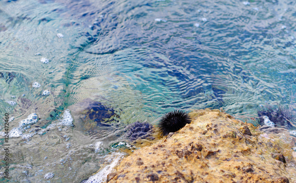Sea urchins on stone in water Sea urchins on stone in water