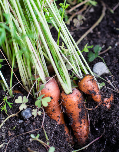 Fresh organic baby carrots right out of the ground. Organic gardening at its finest.
