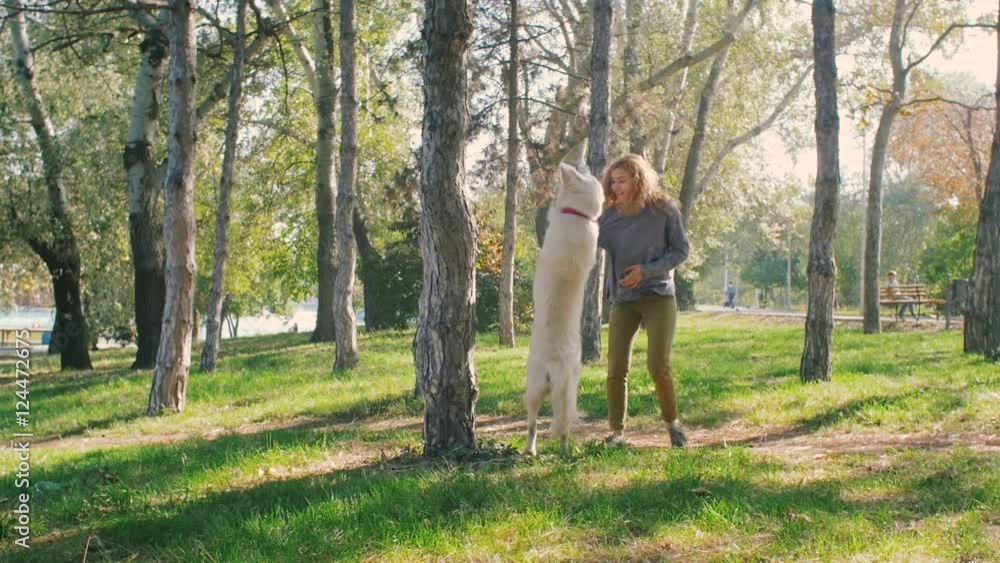 Young female training and playing with labrador retriever dog in park Young female training and playing with labrador retriever dog in park