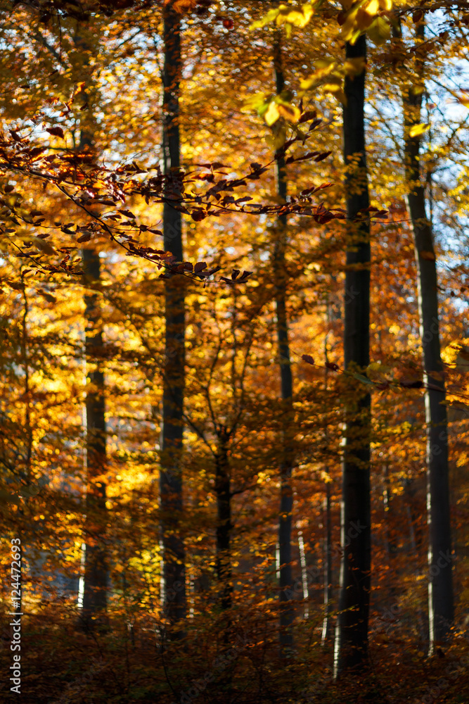 Herbstlicher Wald mit Sonnenstrahlen