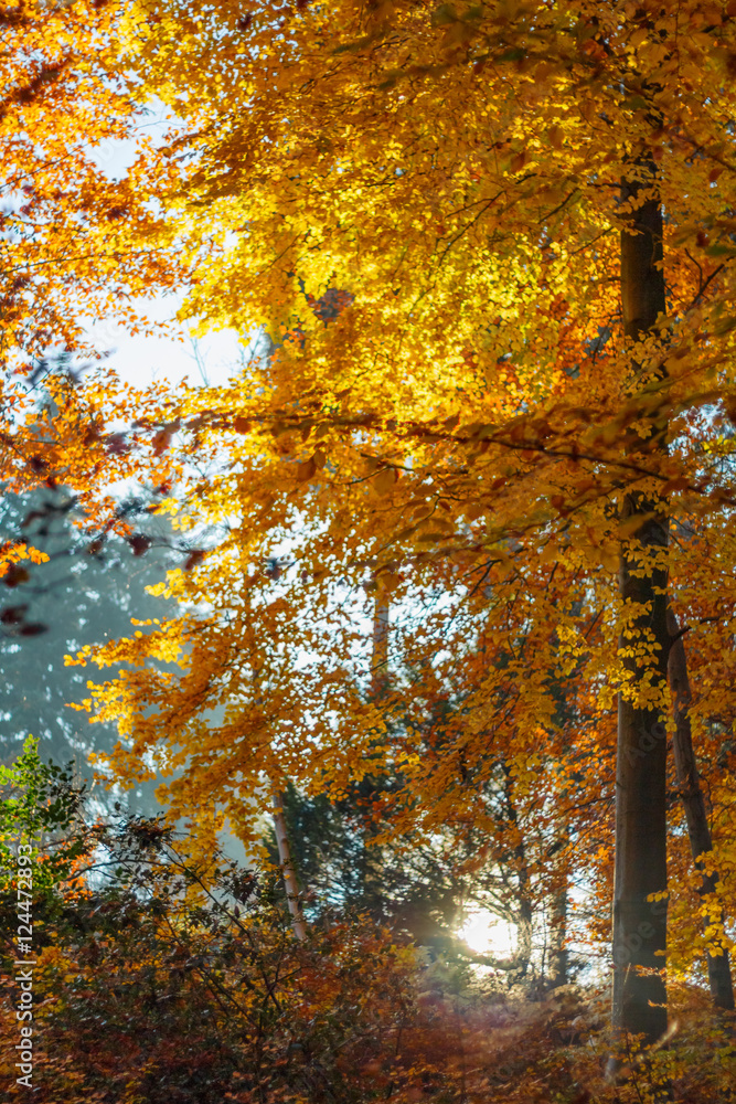 Obraz premium Herbstlicher Wald mit Sonnenstrahlen