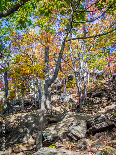 Trail in the autumn forest