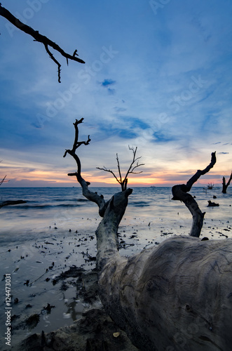 beautiful silhouette mangrove log image over sunset and low tide