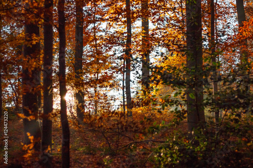 Herbstlicher Wald mit Sonnenstrahlen