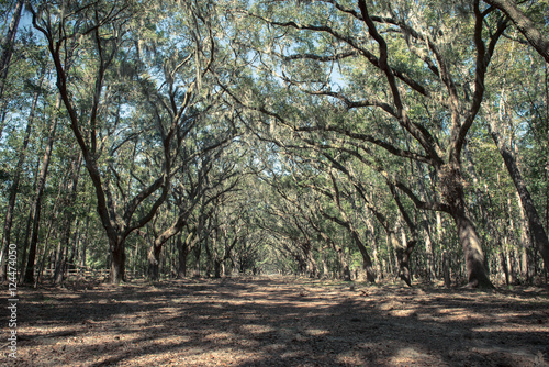 Wormsloe State Historic Site