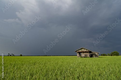 abandon wooden house surrounded by green paddy field over dramat