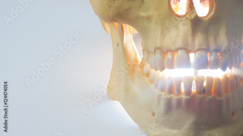 Φωτογραφία Skull display bright smile