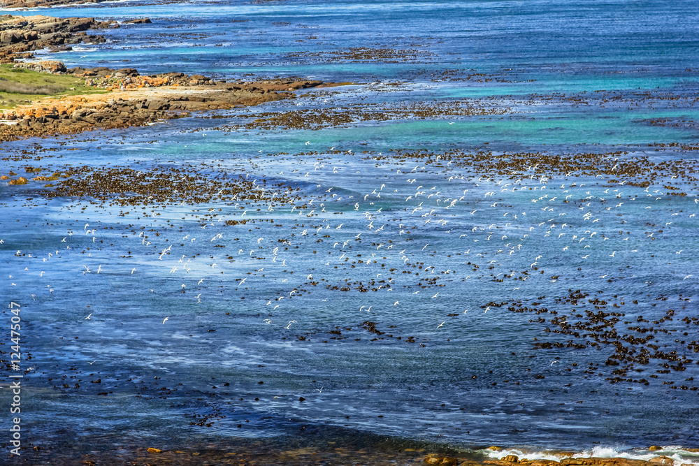 Colonies of seabirds while flying along the Cape of Good Hope Nature Reserve coast in Cape Peninsula, False Bay, Western Cape, South Africa. Colonies of seabirds while flying along the Cape of Good Hope Nature Reserve coast in Cape Peninsula, False Bay, Western Cape, South Africa.