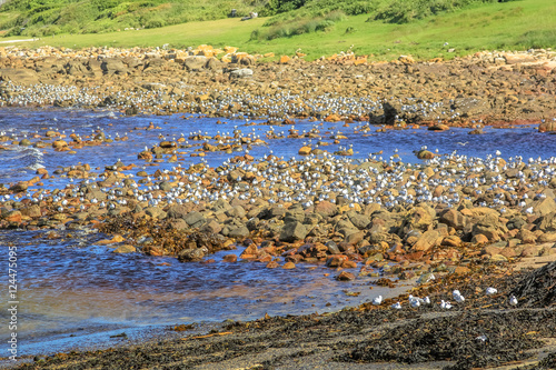 Colonies of birds on rocks along the coast in Cape of Good Hope Nature Reserve, Cape Peninsula, South Africa.