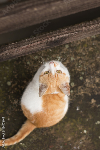 Kitty looking straight up. Top shot of white ginger kitty sitting upright by wooden fence and looking straight up. 