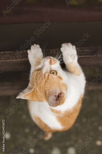 Top shot of climbing kitty. Top shot of beautiful white ginger kitty climbing wooden fence. Wide open eyes  looking straight up. 