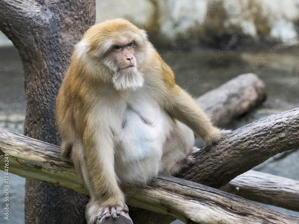 Image of a brown rhesus monkeys on nature background.