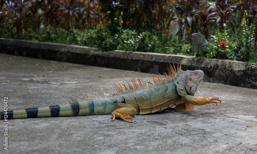 Iguana   © nipol