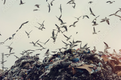 Ecology disaster, seagulls flying over a landfill 