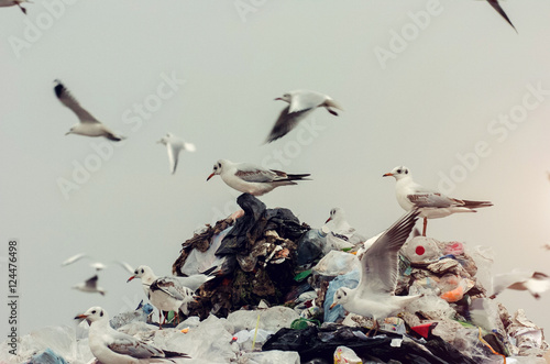 Seagulls standing on top of the landfill pile 