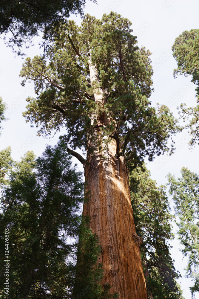 Fototapeta premium General Sherman Tree in Sequoia National Park
