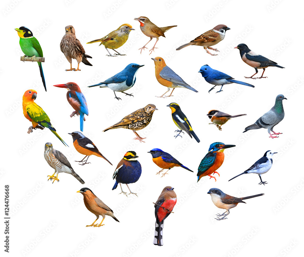 Obraz duży zestaw ptaków
