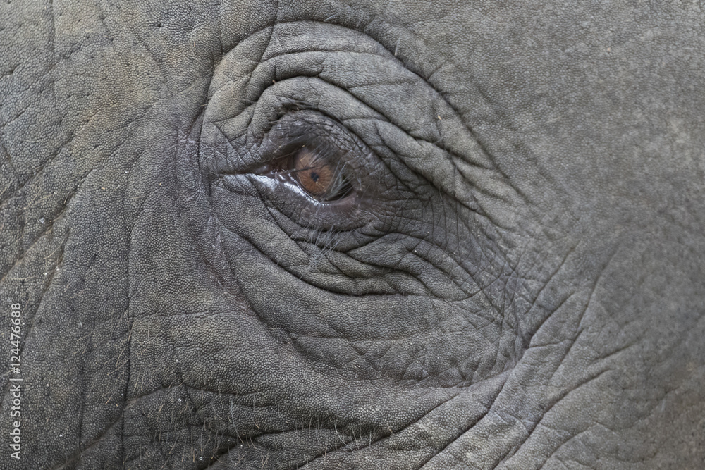 Close-up of an asian elephant's eye and face in thailand. Close-up of an asian elephant's eye and face in thailand.