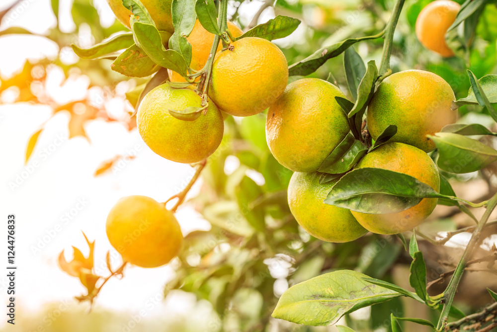 Fresh oranges grow on the tree,in fruit plantations Fresh oranges grow on the tree,in fruit plantations