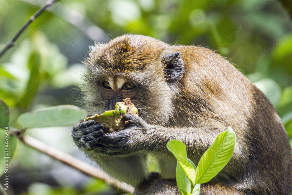 Naklejka premium Crab-eating Macaque in Kho Muk, Thailand