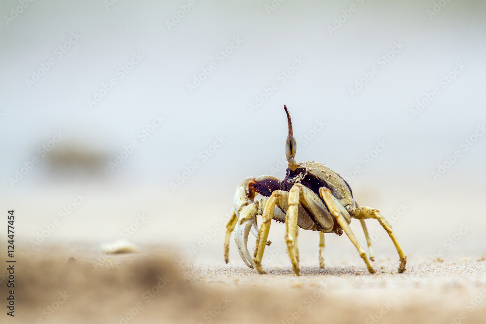 Horned Ghost crab in Koh Muk beach, Thailand