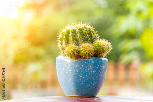 The dwarf cactus That live alone in pots.