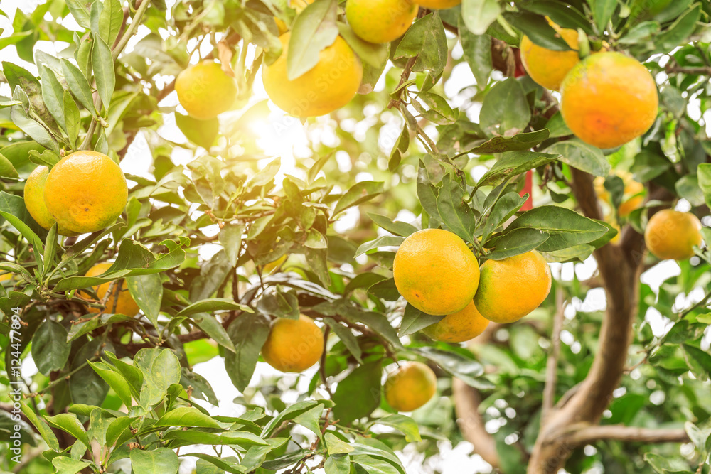 Fresh oranges grow on the tree,in fruit plantations