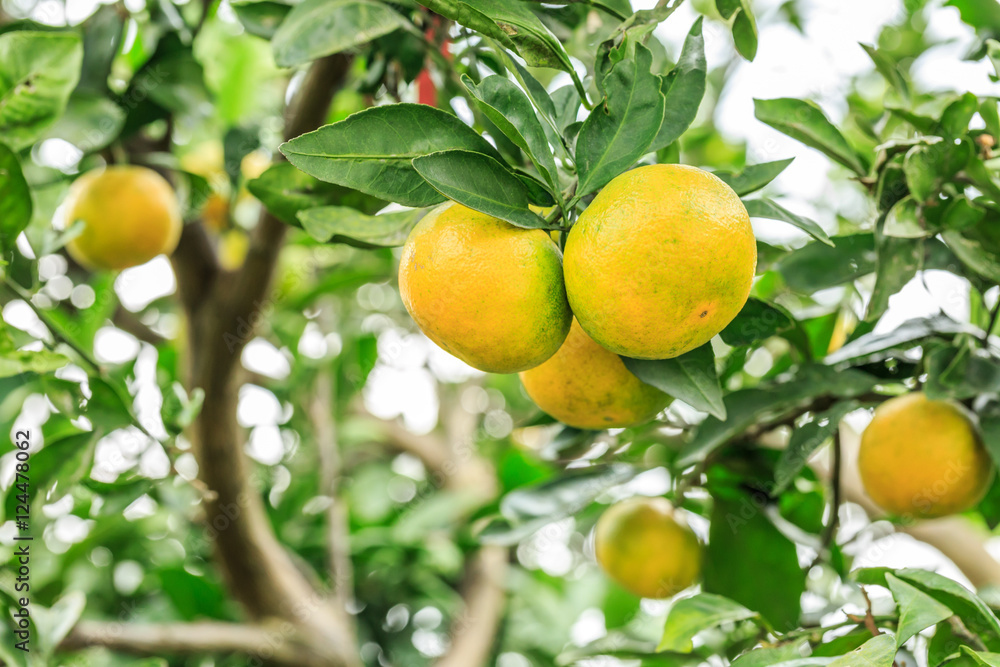Fresh oranges grow on the tree,in fruit plantations Fresh oranges grow on the tree,in fruit plantations