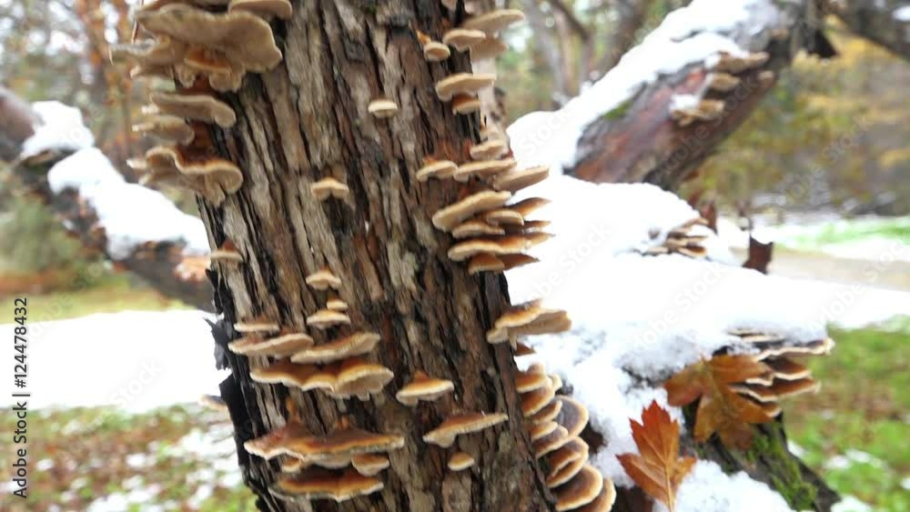 Polypore mushrooms on tree trunk of hawthorn in winter season Polypore mushrooms on tree trunk of hawthorn in winter season