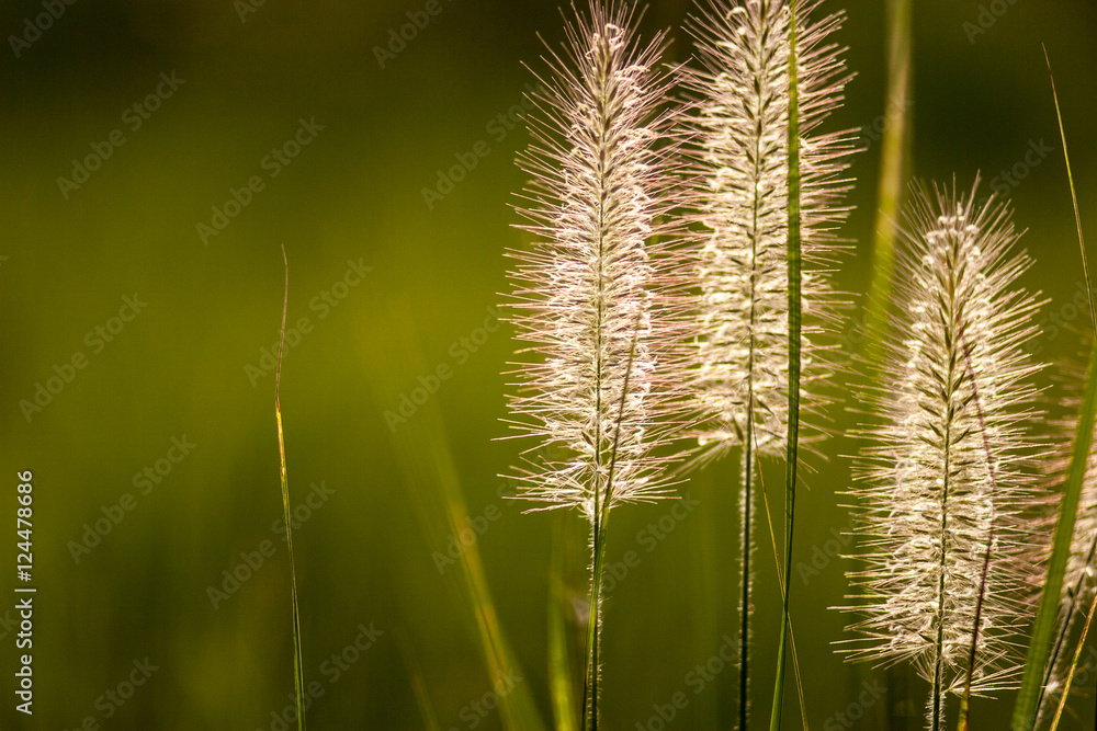 foxtail and sunlight foxtail and sunlight