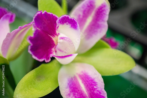 Purple and White Orchid
