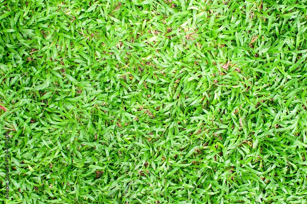 Beijing grass texture background Beijing grass texture background