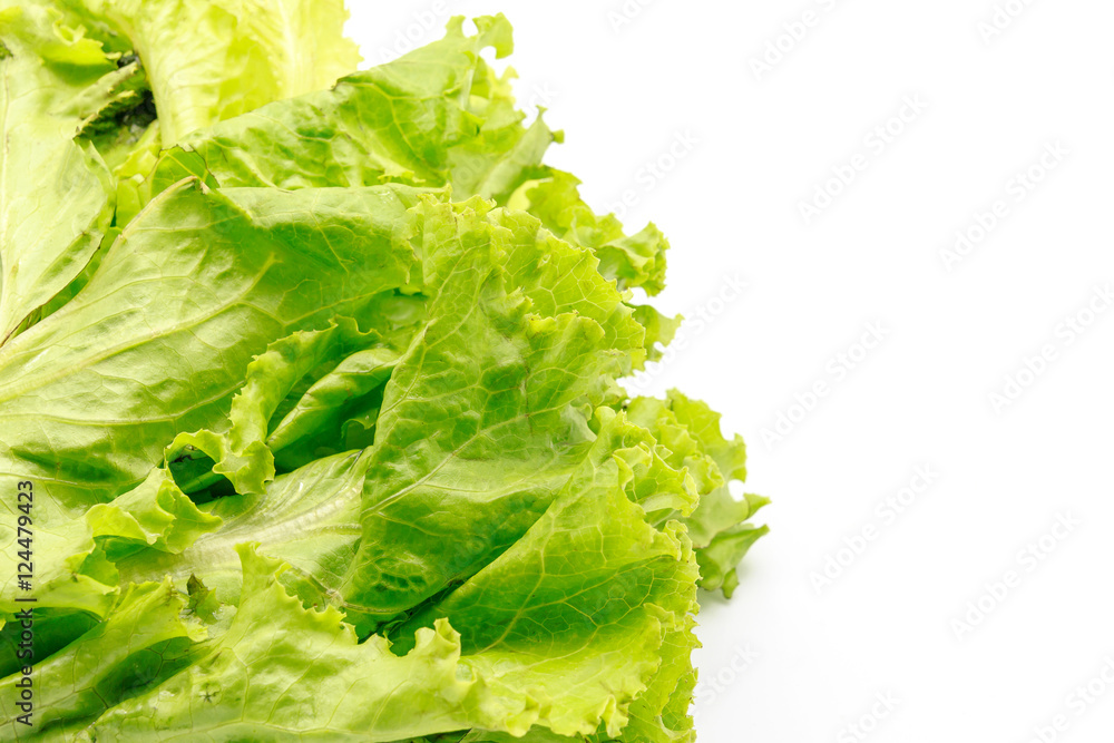 Fresh and green lettuce isolated on a white background, food concept with copy space Fresh and green lettuce isolated on a white background, food concept with copy space