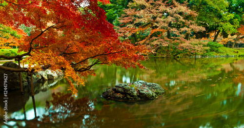 Fototapeta Naklejka Na Ścianę i Meble -  Long exposure scene show fancy carp swimming trail in the pond at Koishikawa Korakuen Tokyo Japan