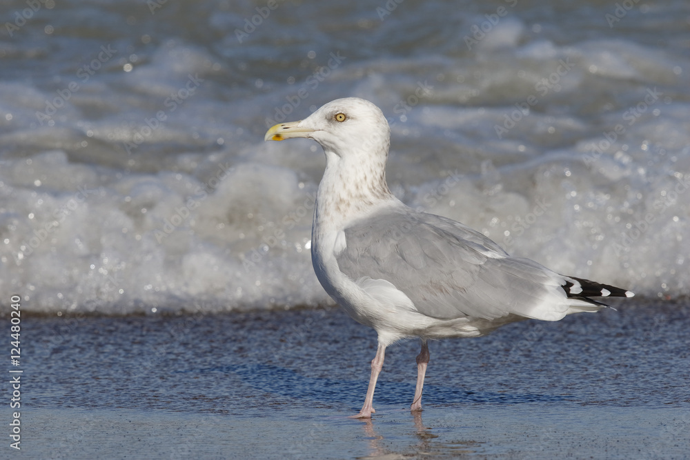 Herring Gull on the shore of Lake Huron - Ontario, Canada Herring Gull on the shore of Lake Huron - Ontario, Canada