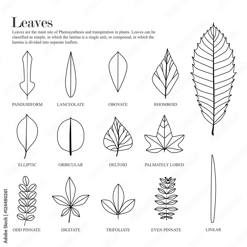 simple line set leave vector illustration