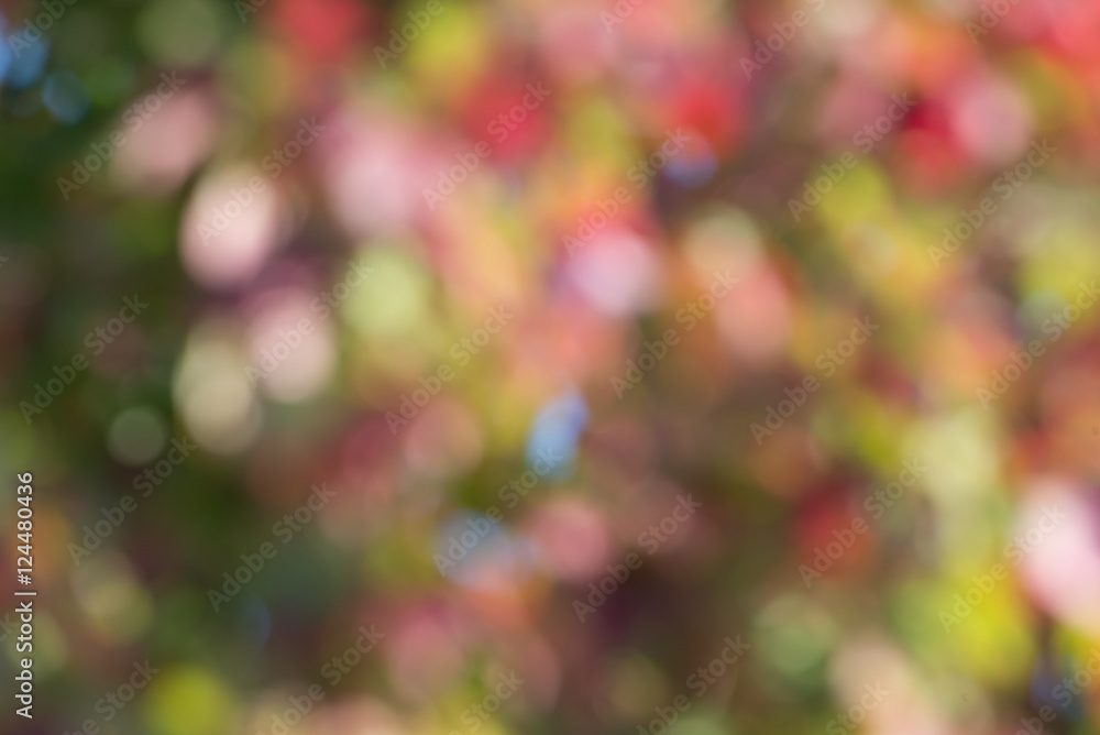 autumn background, bokeh effect