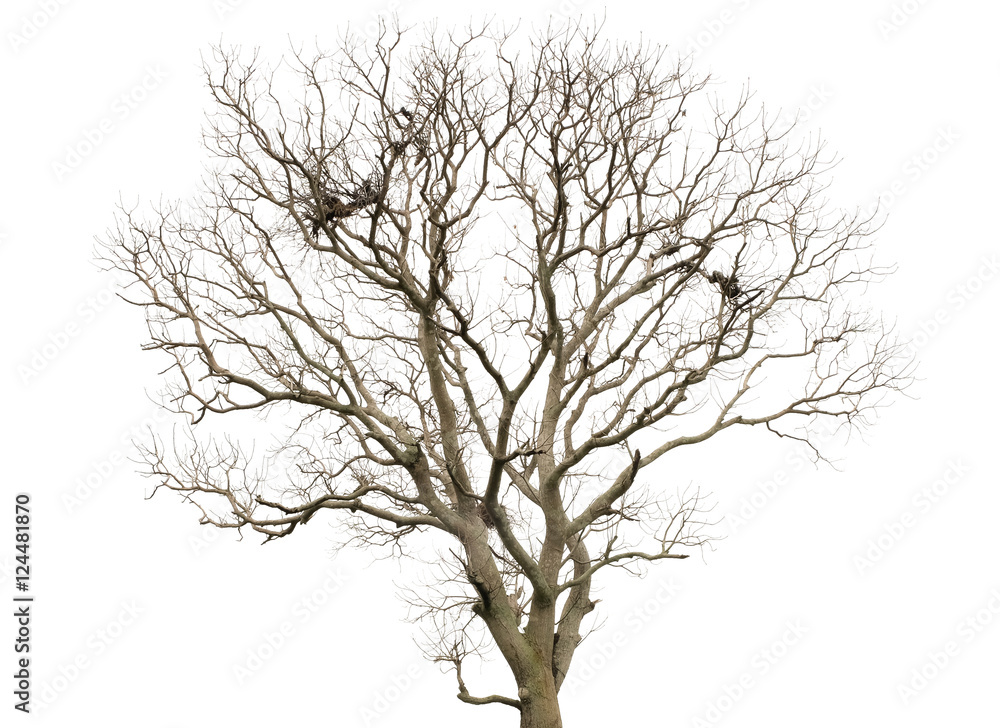 Backgrounds and textures tree without leaves. Tree dried in summer. old tree. Bare lone tree in spring. A tree in the wilderness. Backgrounds and textures tree without leaves. Tree dried in summer. old tree. Bare lone tree in spring. A tree in the wilderness.