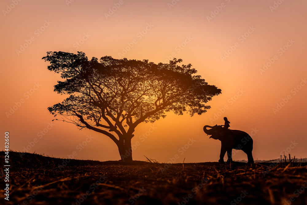 Blur silhouette picture for a mahout on his elephant nearing a big tree. That present on sunrise sky background. Show the beauty natural of Thailand. 
