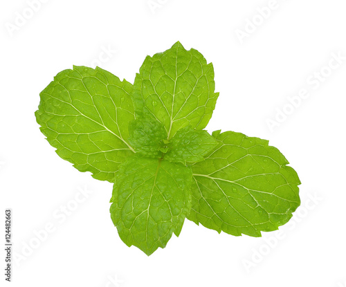 Fresh mint isolated on the white background.