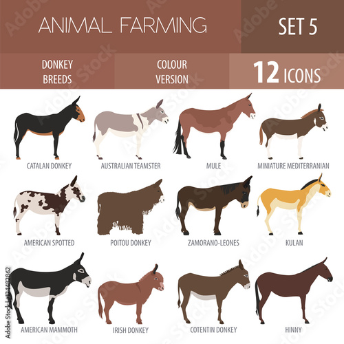 Donkey breeds icon set. Animal farming. Flat design