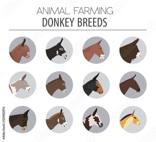 Donkey breeds icon set. Animal farming. Flat design