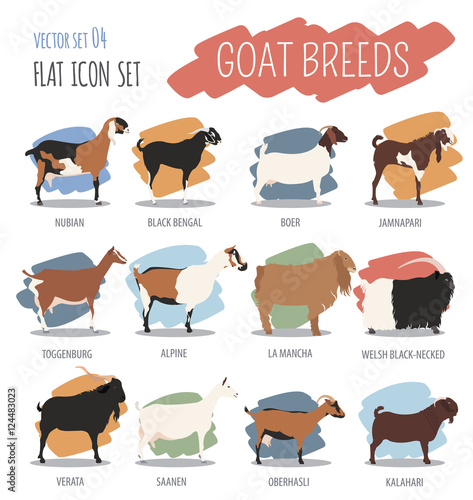 Goat breeds icon set. Animal farming. Flat design