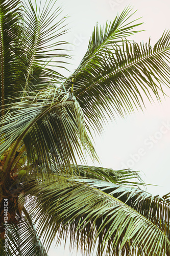 Palm tree and blue sky with clouds. Vintage post processed.