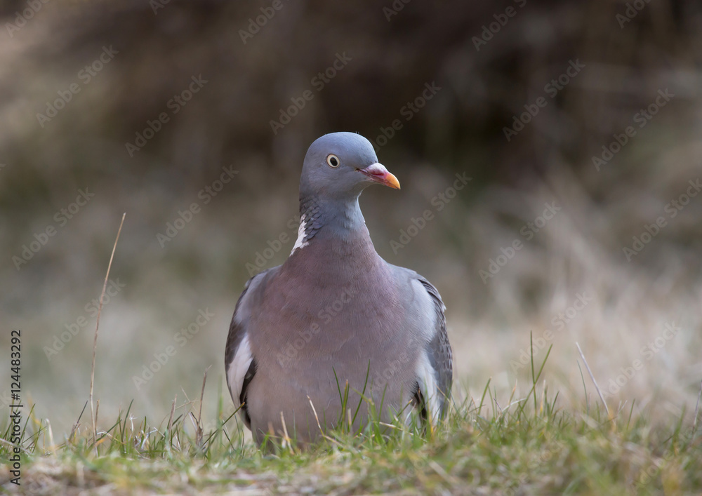 Common wood pigeon Common wood pigeon