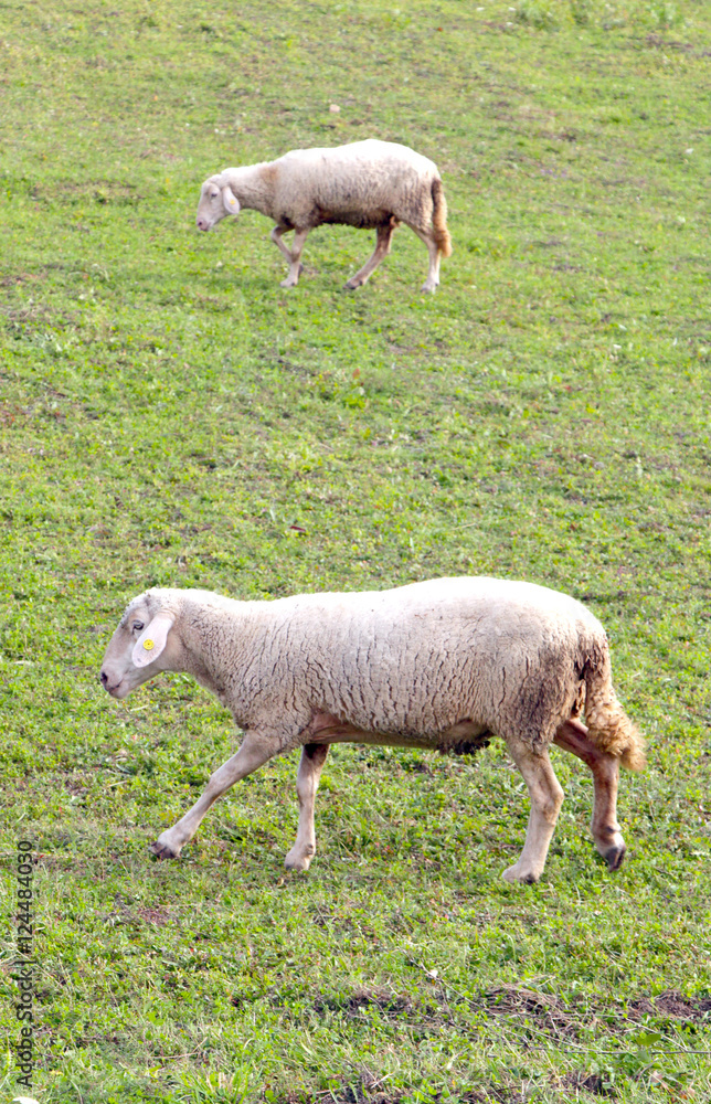 sheeps on a meadow. domestic animals theme sheeps on a meadow. domestic animals theme