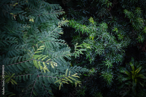 Dark green jungle trees aerial treetop view