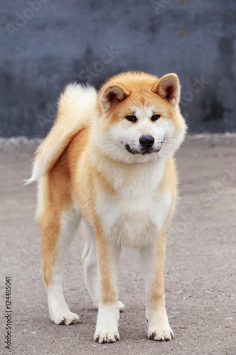 dog breed Akita Inu