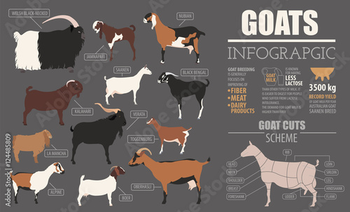Goat breeds infographic template. Animal farming. Flat design