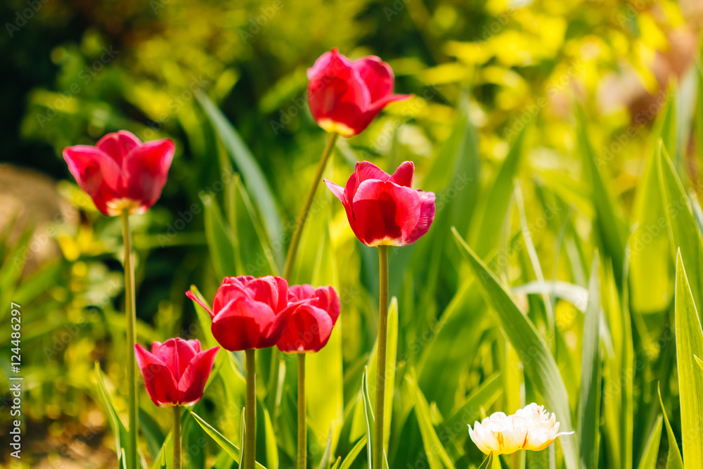 Beautiful purple tulips in the garden Beautiful purple tulips in the garden